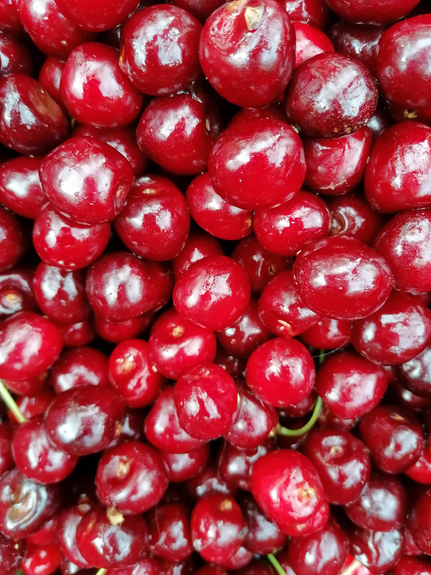 Ein strahlend roter Haufen Kirschen