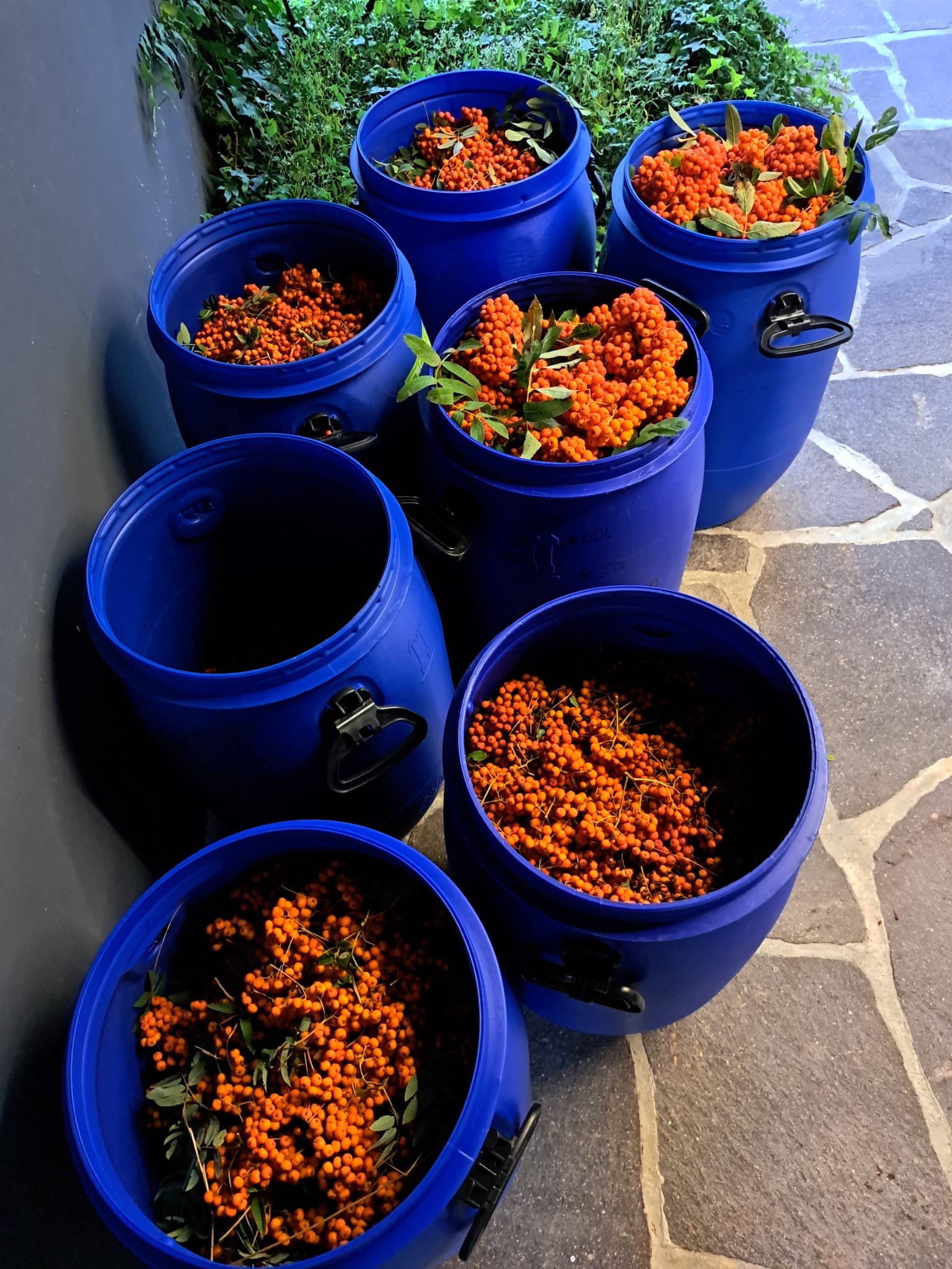 Sieben blaue, mit Vogelbeeren gefüllte, Maischefässer